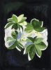 Night Flora I | Prints by Ruth Le Roux. Item composed of paper