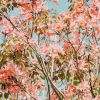 Modern Floral Fine Art Print - Pink Daydreams #2 | Photography by Alicia Bock Print Shop. Item made of paper works with eclectic & maximalism & modern style