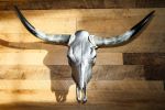 Anvil Grey Longhorn | Ornament in Decorative Objects by Gypsy Mountain Skulls. Item in contemporary or country & farmhouse style