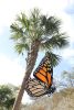 Monarch Butterfly Sculpture - Pinecrest Gardens Miami FL. | Public Sculptures by Steve Nielsen Art | Gardens of Pinecrest Apartments in Pinecrest