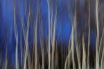 Mystic Blue Forest 1283 | Oil And Acrylic Painting in Paintings by Rica Belna. Item made of canvas with metal