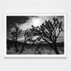 Joshua Tree No. 5 (Ltd Edition) | Photography by Daylight Dreams Editions. Item made of paper works with boho & contemporary style