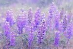 Lupines in Dublin | Photography by Vanessa Thomas. Item made of paper