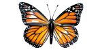 35" Monarch Butterfly | Sculptures by Steve Nielsen Art. Item composed of steel