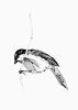 Marsh Tit | Prints by Chrysa Koukoura. Item composed of paper in traditional style