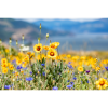 Photograph • Wildflower Season, Columbia River Gorge, PNW | Photography by Honeycomb. Item made of metal with paper
