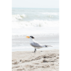Photograph • "Smile", Royal Tern, Bird, Nautical, Ocean | Photography by Honeycomb. Item composed of metal & paper compatible with coastal style