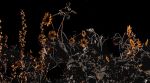 Dancing in the Moonlight︱16:9 Pano︱Fine Art Print | Photography by Jess Ansik. Item made of paper works with boho & country & farmhouse style