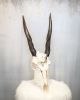 Female Eland with Idaho quartz crown - Africa | Ornament in Decorative Objects by Gypsy Mountain Skulls. Item in contemporary or country & farmhouse style