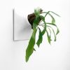 Node XL Wall Planter, 15" Mid Century Modern Planter, White | Plant Hanger in Plants & Landscape by Pandemic Design Studio. Item made of stoneware works with mid century modern & japandi style