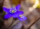 Spring Hepatica. Digital-only offering exclusively for Trade | Photography by Caroyl La Barge›. Item made of canvas & paper compatible with contemporary and country & farmhouse style