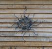 Medusa | Wall Sculpture in Wall Hangings by Julie Grose Metal Design
