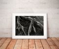 Roots II | Limited Edition Print | Photography by Tal Paz-Fridman | Limited Edition Photography. Item composed of paper compatible with country & farmhouse and coastal style
