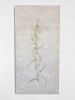 Rumex Crispus | Oil And Acrylic Painting in Paintings by Tania Love. Item made of wood with synthetic
