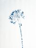 Delft Agapanthus 3 (18 x 24" painting-cyanotype hybrid) | Watercolor Painting in Paintings by Christine So. Item composed of paper in boho or country & farmhouse style