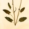 Herbarium: Rumex Acetosa - Wall Light Sculpture | Wall Sculpture in Wall Hangings by Mateusz Wappa Design & Research. Item composed of birch wood and glass in minimalism or modern style