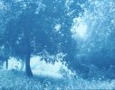 Sunlight in the Meadow (18 x 24" hand-printed cyanotype) | Photography by Christine So. Item composed of paper in country & farmhouse or rustic style