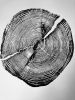 Lake Superior Pine, Tree Ring Print. 18x24 inches | Prints by Erik Linton. Item composed of paper