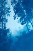 Morning Mist (35 x 23" hand-printed cyanotype, ed. 1 of 3) | Photography by Christine So. Item composed of paper in country & farmhouse or rustic style