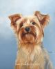 Fur & Feathers Show | Oil And Acrylic Painting in Paintings by Paws By Zann Pet Portraits | Art 10 Gallery in Nanaimo. Item made of canvas