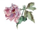 Hibiscus No. 8 : Original Watercolor Painting | Paintings by Elizabeth Becker. Item composed of paper in boho or minimalism style