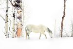 Sometime in Winter | Photography by Lu Anne Tyrrell Art +