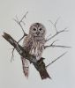 Barred Owl | Drawings by Stacie Dale. Item composed of paper compatible with country & farmhouse and rustic style
