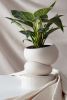 Fondra - Self Watering Planter | Vases & Vessels by Greenery Unlimited
