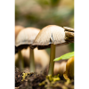Photograph • Haven, Mushrooms, Fungi, PNW, Oregon, Macro | Photography by Honeycomb. Item composed of metal and paper in boho style