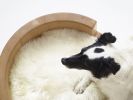 Circular Wooden Dog Bed | Beds & Accessories by Wake the Tree Furniture Co. Item composed of wood in minimalism or mid century modern style