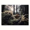 FOREST FUNGI (12"x9" - 48"x36") | Fine Art Print | Photography by Jess Ansik. Item made of paper compatible with boho and contemporary style