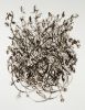 Sunflower Seeds | Drawings by Sally K. Smith Artist. Item made of paper