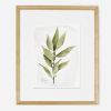 Bay Leaf Serenity: Botanical Watercolor Art Print - Herb | Prints by Jennifer Lorton Art. Item composed of paper compatible with country & farmhouse and japandi style