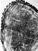 Tree ring print, Old Oak Tree, Nauvoo, Illinois | Prints by Erik Linton. Item made of paper