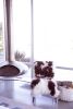Wool Gathering Slipper Chair #3 | Easy Chair in Chairs by Grange Home