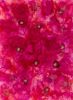 Blooms in Pink Wallpaper Mural | Wall Treatments by MELISSA RENEE fieryfordeepblue  Art & Design. Item composed of paper in contemporary or eclectic & maximalism style