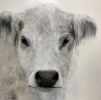 Ciao Bella | Paintings by Marilyn Landers
