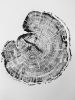 Tree Slice Tree Ring Art Print | Prints by Erik Linton. Item made of paper