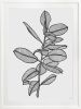 Rubbery Leaf - 1 & 2 - Black - Framed Art | Prints by Patricia Braune. Item composed of paper