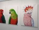 Major Mitchell Cockatoo, Australian King Parrot pair | Oil And Acrylic Painting in Paintings by Ebony Bennett - Birdwood Illustrations