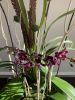 Orchid Arrangement | Floral Arrangements by Fleurina Designs. Item composed of ceramic