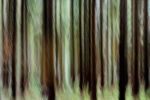 Forest Dream 1156 | Oil And Acrylic Painting in Paintings by Rica Belna. Item composed of wood and canvas
