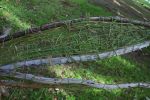 "Leaves of Change" | Public Sculptures by Janet Botes. Item composed of wood