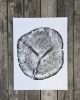 Alaskan Cedar, Original Tree ring print on 18x24 inch paper | Prints by Erik Linton. Item made of paper