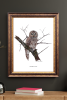 Barred Owl | Drawings by Stacie Dale. Item composed of paper compatible with country & farmhouse and rustic style