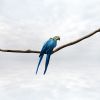Pondering Parrots | Photography by Alice Zilberberg. Item made of paper
