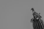 PERCH | Minimalist Wall Art | Monochrome Print | Photography by Jess Ansik. Item composed of paper in boho or minimalism style