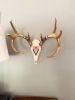 Hand-Painted Deer Skuls | Wall Sculpture in Wall Hangings by Cassandra Smith
