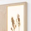 Herbarium: Rumex Acetosa - Wall Light Sculpture | Wall Sculpture in Wall Hangings by Mateusz Wappa Design & Research. Item composed of birch wood and glass in minimalism or modern style