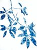 Spring Madrone IV (30 x 22" cyanotype painting on paper) | Watercolor Painting in Paintings by Christine So. Item made of paper compatible with boho and country & farmhouse style